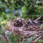 Nesting- It is illegal to damage or steal birds' nests.