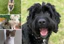 There are a few pets from RSPCA Essex locations who are looking for new homes (RSPCA/Danaher Animal Home)