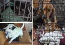Recovered - some of the animals found in Deborah Fuller's home in Lawford