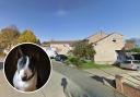 Squalor - the dogs were found in dire conditions inside Kieran Coady's flat