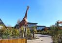 The zoo is currently advertising for two jobs after three previous vacancies were filled