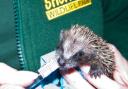 Hedgehog being cared for