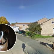 Squalor - the dogs were found in dire conditions inside Kieran Coady's flat