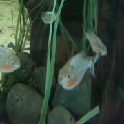 Welcome - the new red piranha pictured in their tank at the zoo