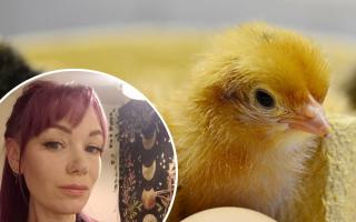 Concerns - Kate Baines has criticised Hamilton Primary School for its chick-hatching programme for 