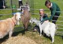 Farmyard visitors help raise the baa and provide a day of fun for pupils