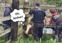 Oops - A cow got its head stuck in a fence in Colchester