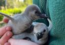 Cute - Pepper and Chile hatched these two penguins earlier this year