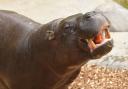 Much-loved - Freddy the pygmy hippo was euthanised on Friday after a battle with illness
