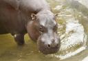 Sad death - Freddy the pygmy hippo lived with breeding partner Venus