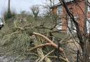 The branches which were left outside the home in the A134 near Horkesley Heath