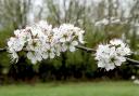 Spring - A blossoming tree at the Highwoods Park as a herald of spring