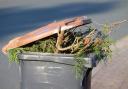 Wastage - Garden Waste collections will start shortly for Colchester residents