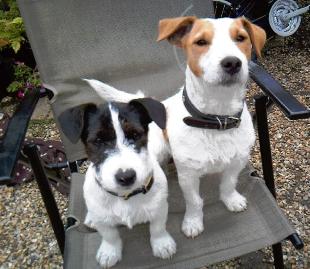Stolen dog found strangled, second dog still missing