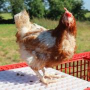 Hundreds of hens saved from slaughter looking for new homes in Essex