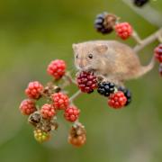 Fruit - Kev Stubbings took this picture of a harvest mouse