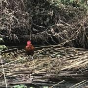 A cockerel which was found stranded in a river in Fordham. Photo: RSPCA