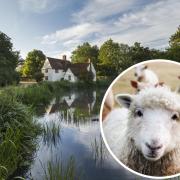The sheep was rescued from the water at Flatford Mill