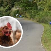 Blackwells has said it is having to cull its birds after bird flu cases were confirmed
