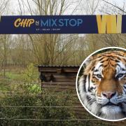 New outlet - Chip 'n Mix Stop has opened next to the zoo's Amur tigers