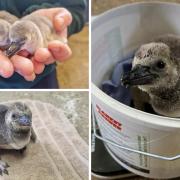 Adorable - these pictures show the newborn penguins at Colchester Zoo