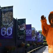 Celebrations - Colchester Zoo is celebrating its 60th year this year