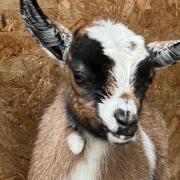 Adorable - One of the baby goats that visitors can meet