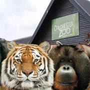 Missed - the deaths at Colchester Zoo which broke our hearts
