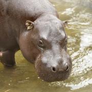 Sad death - Freddy the pygmy hippo lived with breeding partner Venus