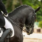 A stock image of a horse rider