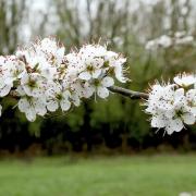 Spring - A blossoming tree at the Highwoods Park as a herald of spring