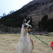 One of the llamas on the walk