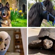 Man's best friend - Four different pets owned by our readers for National Pet Month