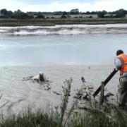 Easy does it – a rail worker lays out planks of wood across the mud flats to reach the stranded canine. Submitted picture
