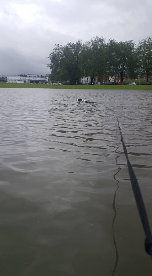 Skip the dog having a swim on Abbey Fields. Picture by Kevin Brett