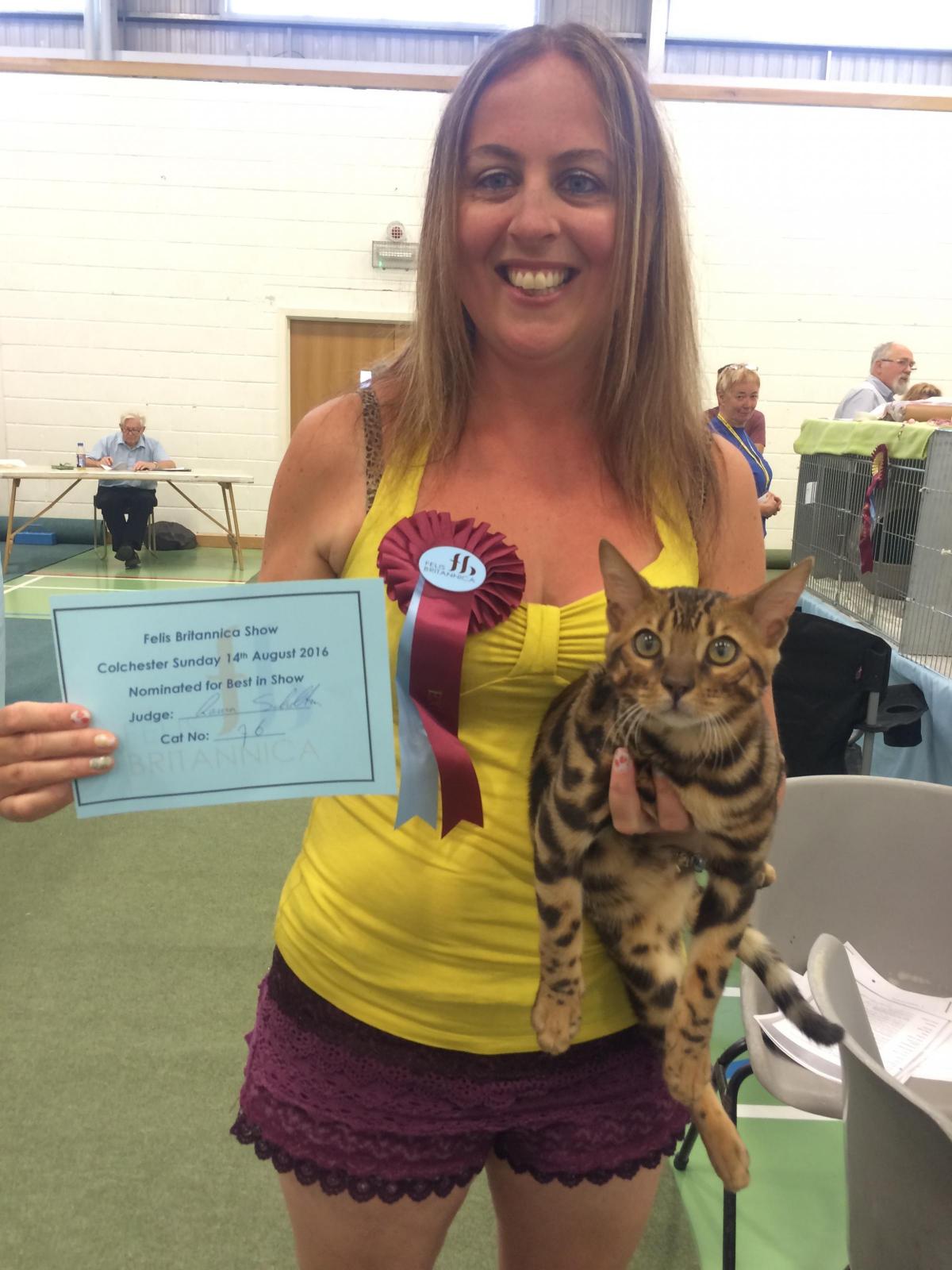 International cat show in Colchester
