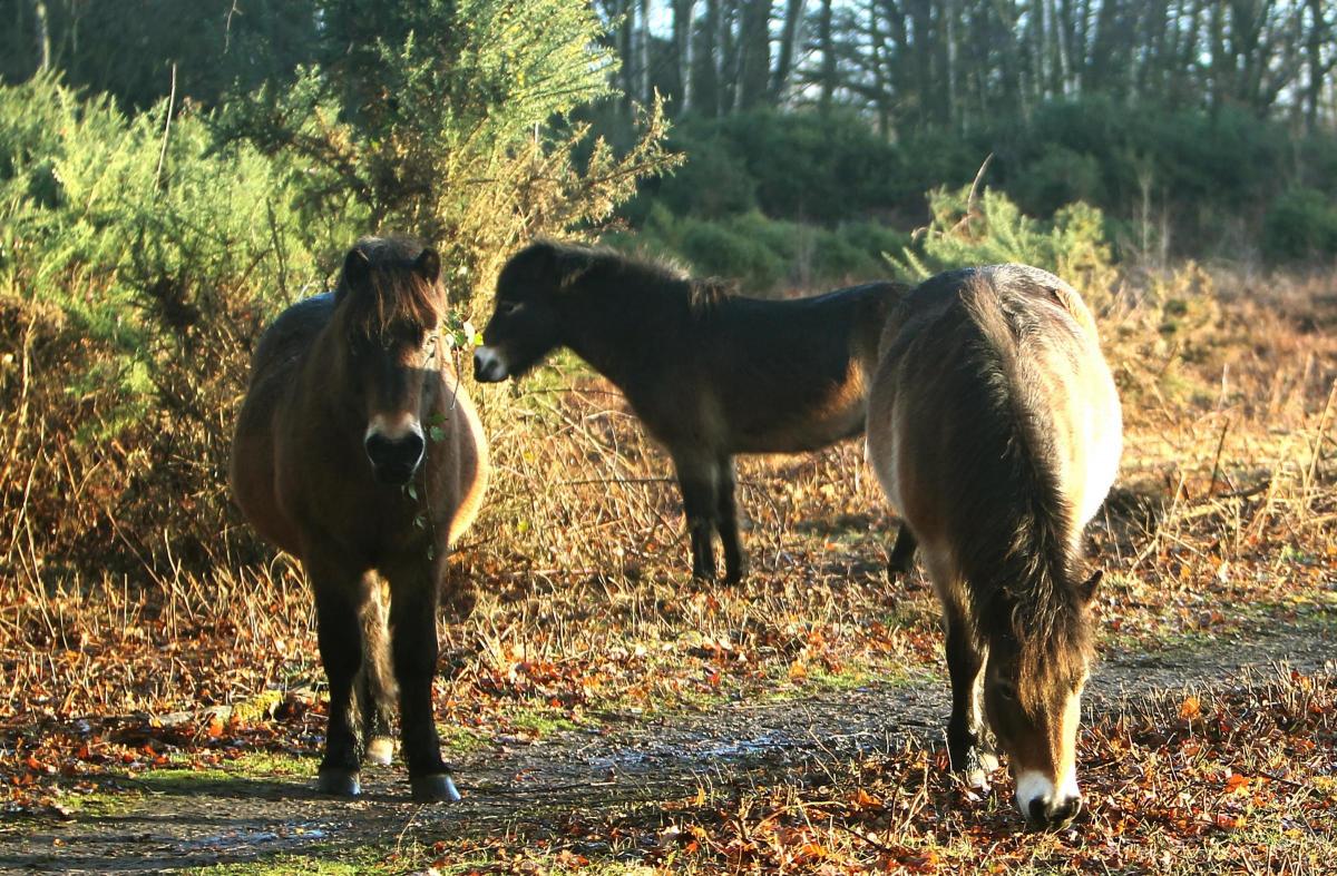 Tiptree Heath Ponies
