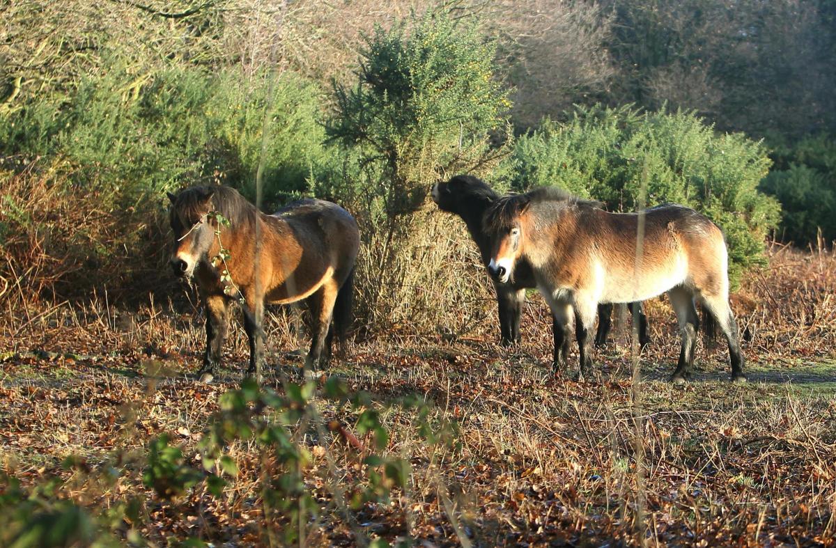 Tiptree Heath Ponies