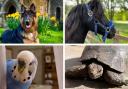Man's best friend - Four different pets owned by our readers for National Pet Month