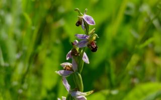 A bee orchid