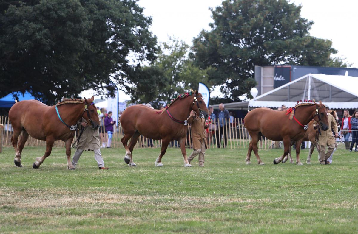 Tendring Show 2019