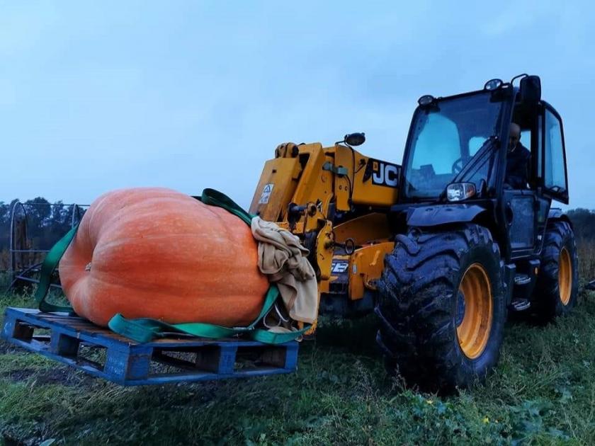 Monster 613lb giant pumpkin on display in time for Halloween