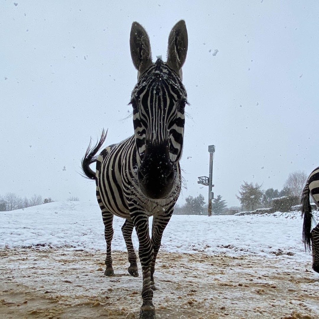 Snowing - one of the zoos zebras out in the snow. Picture: Colchester Zoo 