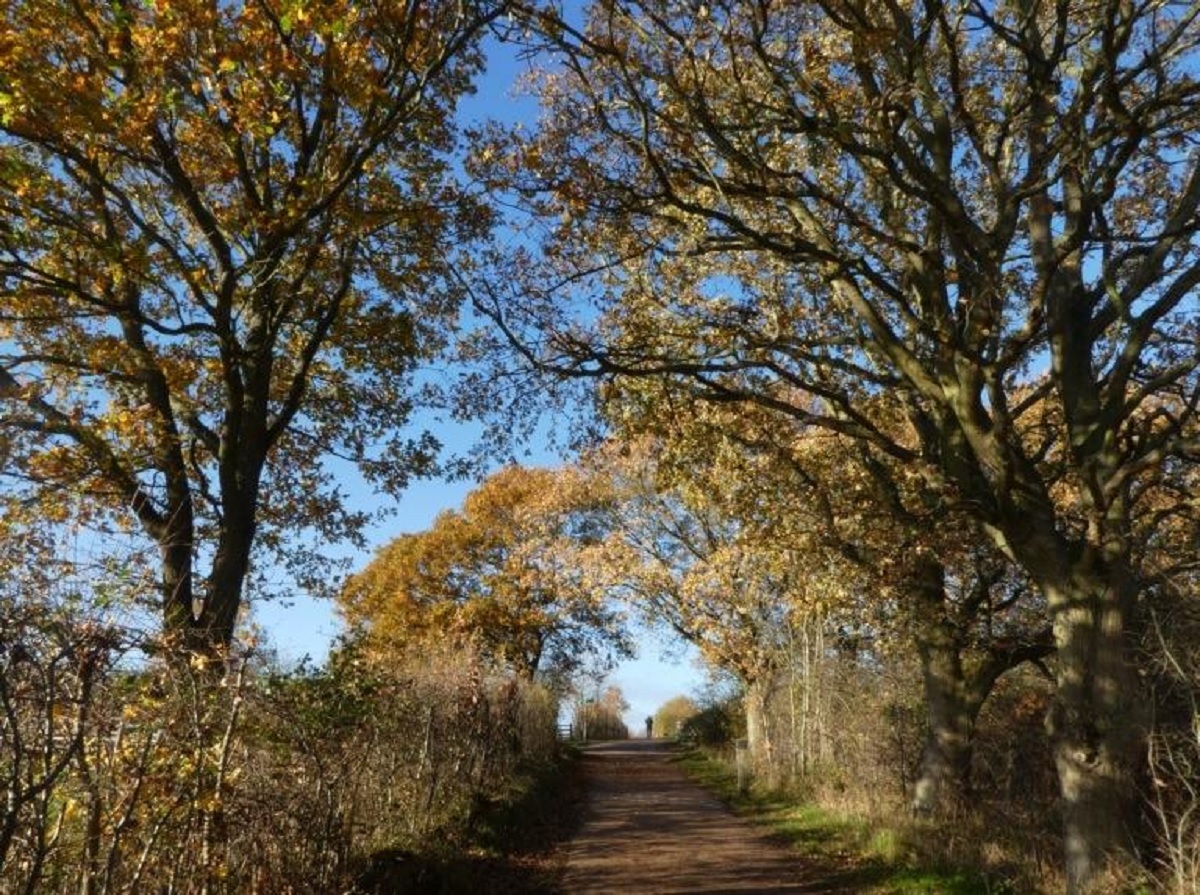 Autumnal scene - Christine Chambers appreciated this gorgeous blue sky and autumnal setting during a walk at High Woods Country Park