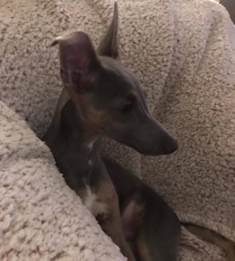 Italian greyhound Louie went missing at Friday Woods