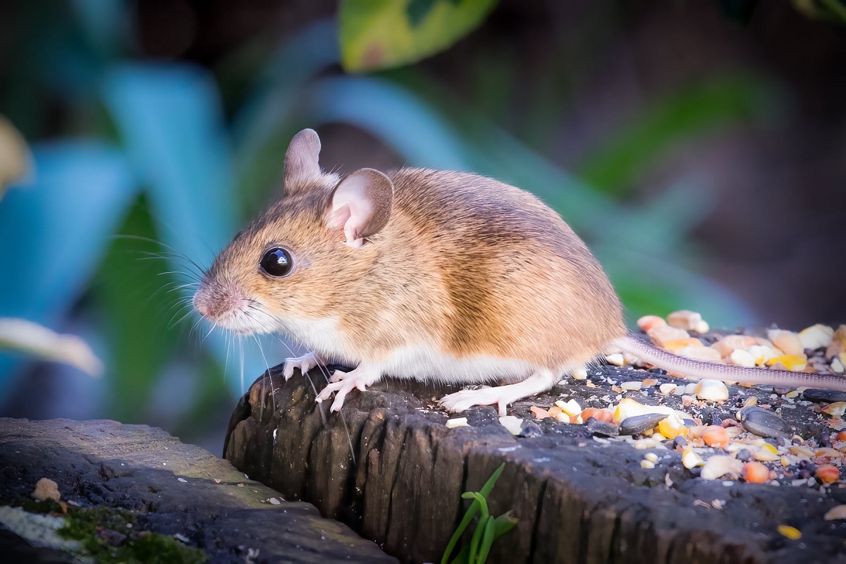 Quiet as a mouse - Lee Burton took this picture of a little visitor to his garden