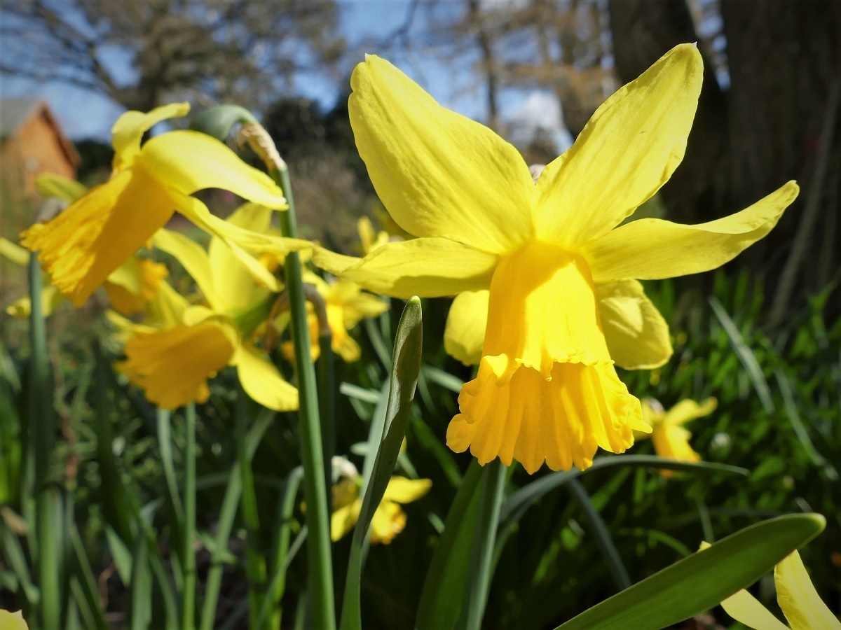 Pollen power - Maureen Jackson photographed these beautiful daffodils at Beth Chattos Plants and Gardens, in Elmstead Market