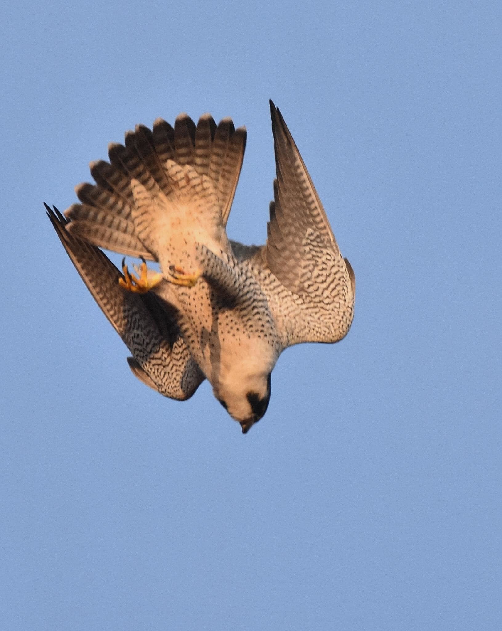 Peregrine Falcon Jumbo