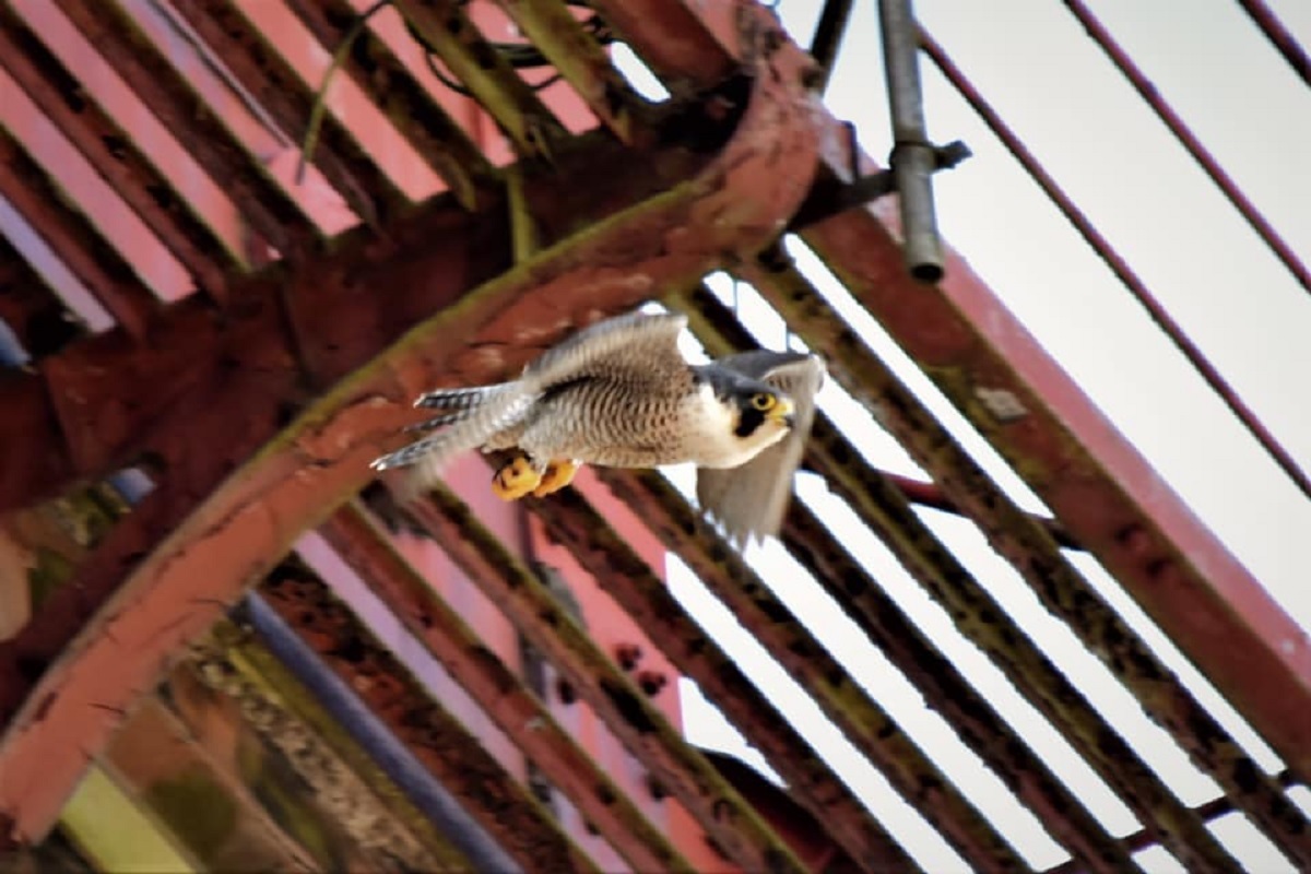 In one fell swoop - Belinda Trenfield spotted this peregrine by the Jumbo water tower in Colchester