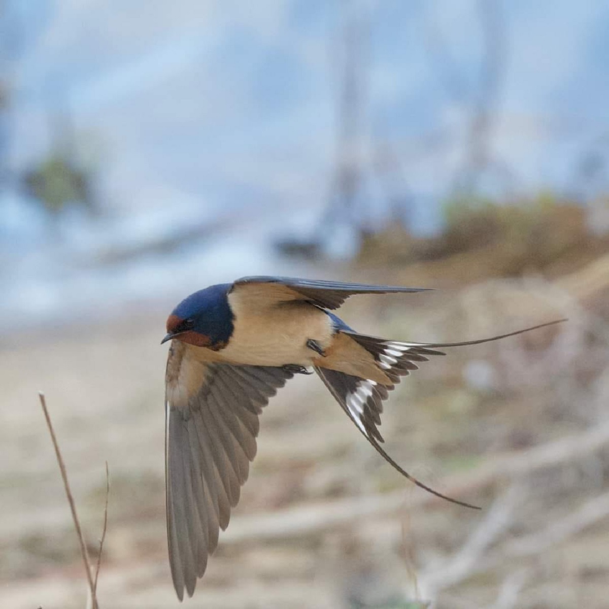 Sight for soar eyes - Jeff Biddle took this fantastic picture of a swallow